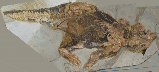 鸚鵡嘴龍SMF R4970於交叉偏振光下的照片。標本存放在德國法蘭克福沙根堡自然歷史博物館。攝影：Jakob Vinther